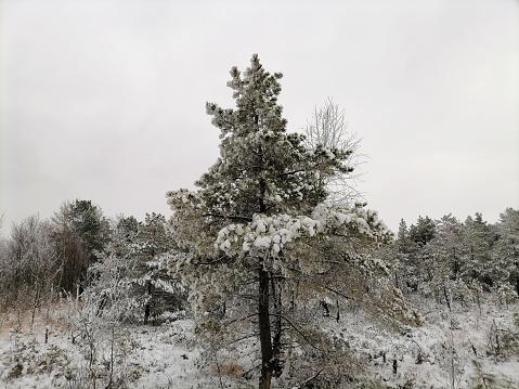 Pine and birch tree woodland. White and gray clouds in sky. Bushes and grass are hanging out of snow. Hoarfrost is hanging on trees. Snowy surroundings. Winter season. Nature. Rekyvos miskas.
