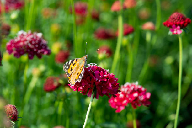 A Speckled Wood Butterfly, feeding on aster flowers. Shallow depth of field.