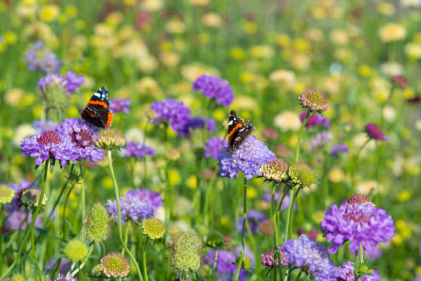 istock Monarch butterfly on top of a blue Scabiosa flower. 1445720520