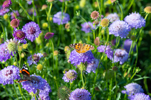Monarch butterfly on top of a blue Scabiosa flower. High quality photo