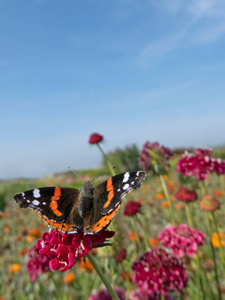 istock Monarch butterfly on top of a red Scabiosa flower. 1445720541