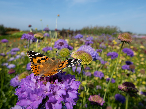Monarch butterfly on top of a blue Scabiosa flower. High quality photo
