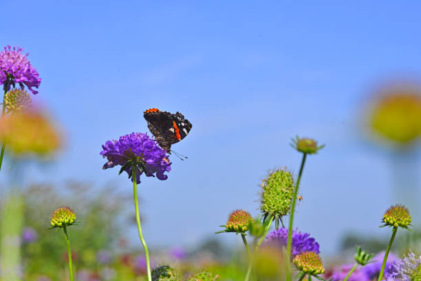Monarch butterfly on top of a blue Scabiosa flower. High quality photo
