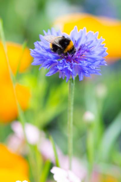 Honeybee collects pollen from a Centaurea flower. stock photo