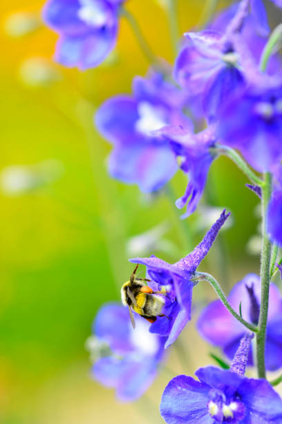istock Honeybee collects pollen from a Delphinium flower. 1445722150
