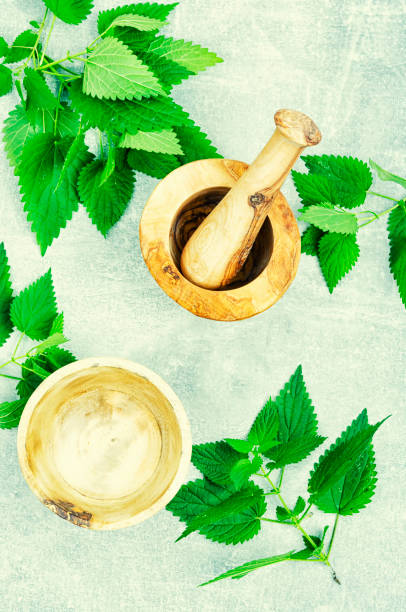istock Fresh nettle leaves,herbal medicine. 1445722164