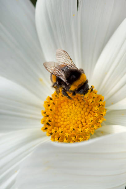 Honeybee collects pollen from a white Cosmos flower. stock photo