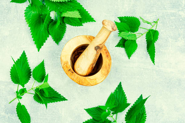 istock Fresh nettle leaves,herbal medicine. 1445722228
