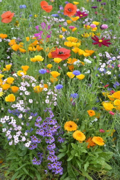 fleurs mélangées dans une prairie colorée avec des fleurs sauvages et des fleurs de pavot. - printemps photos photos et images de collection