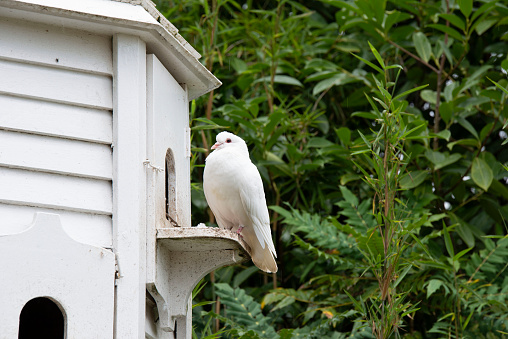 Wooden birdhouse in the garden, England