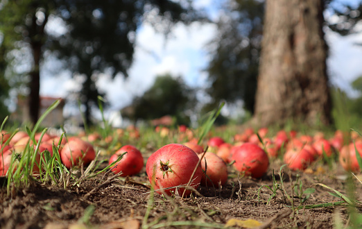 Pink apples lie in garden on the ground and grass close-up