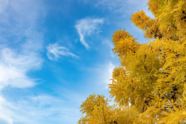 Bright yellow tree leaves and blue sky on a sunny day. Autumn color of dense foliage and free space for text stock photo