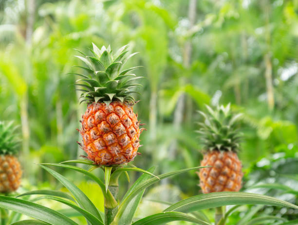 Cтоковое фото Плоды ананаса на вершине своего материнского растения в поле. Раз�мытый зеленый фон природы.
