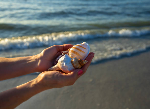 istock Beautiful seashells  in female hands. 1445723913