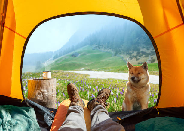 vue magnifique sur la nature à travers l’entrée ouverte de la tente. la beauté d’une randonnée romantique et d’un camping accompagné d’un chien. - traveling light photos et images de collection