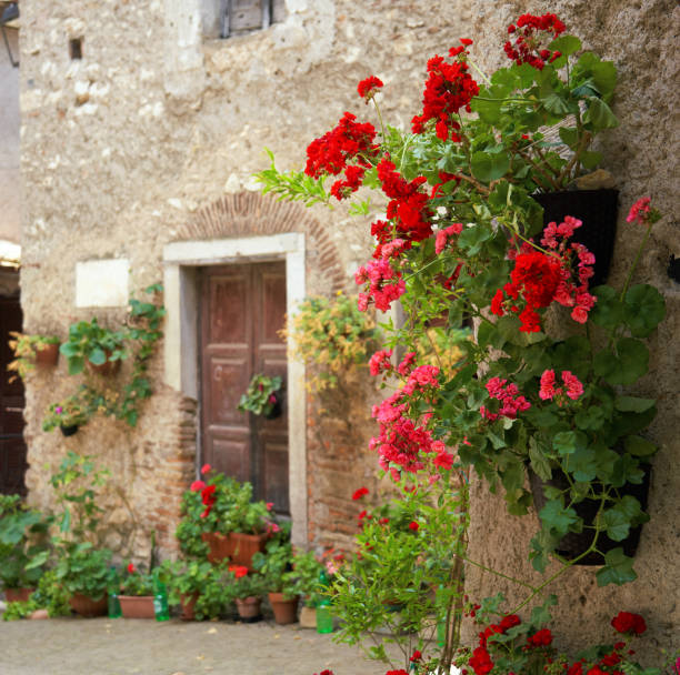 Potted Red Pelargonium plants in a picturesque medieval village in Rome province