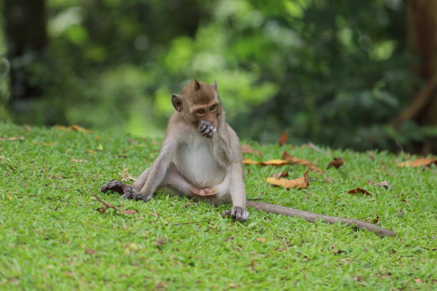 istock The baby Monkey is sitdown on grass garden in front of forest 1445726002