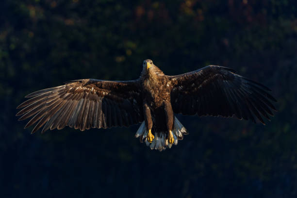 istock White tailed eagles flying in the forest of Poland 1445729879