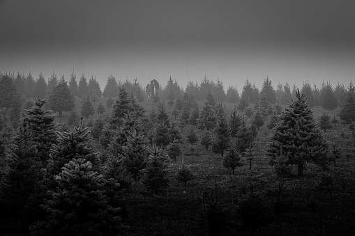 Christmas Tree Farm