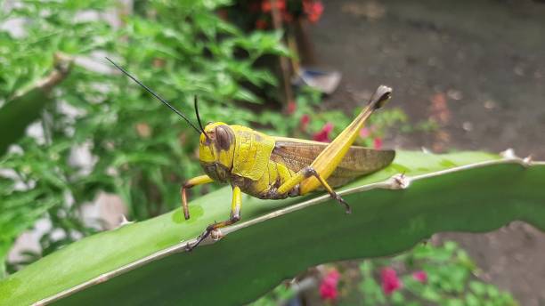 istock The large swamp grasshopper 1445730378