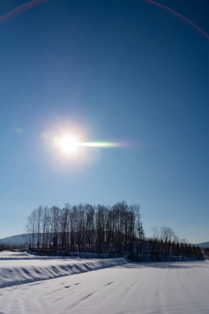 istock Winter thickets and the sun 1445730619