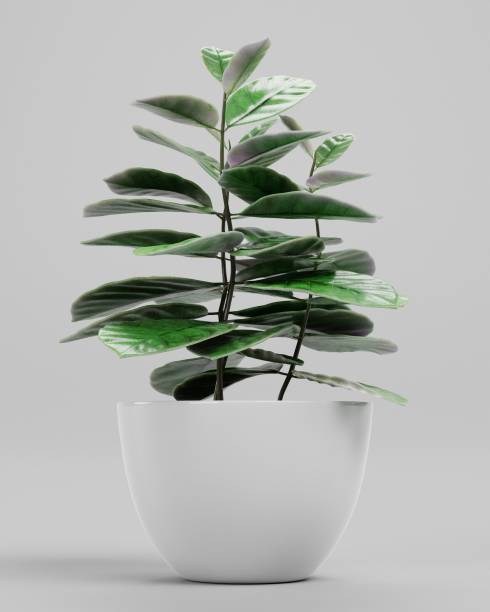 istock Realistic 3D Render of Coffe Plant in Pot 1445731909