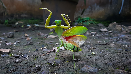 close-up photo of the green praying mantis (Mantis religiosa) Mantis in a Defensive Stance in nature