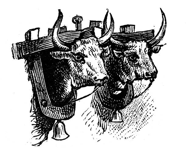 Antique engraving illustration: Yoke Antique engraving illustration: Yoke yoke stock illustrations