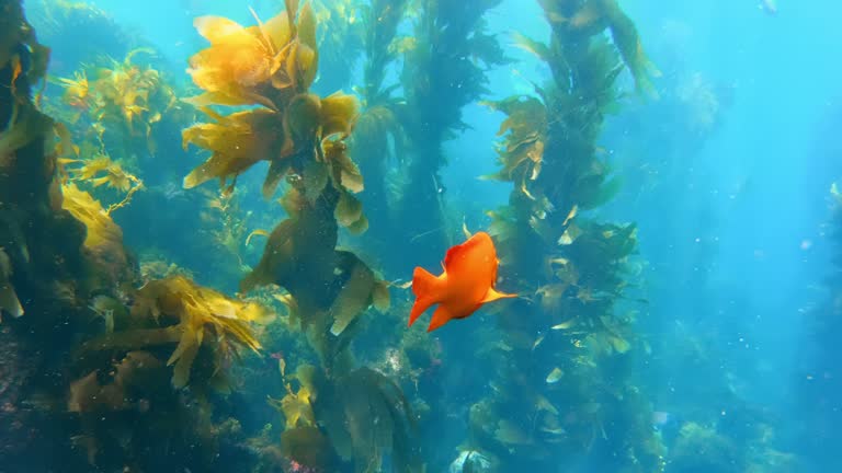 Colorful fish swimming in the turquoise water. Orange Garibaldi fish swimming among forest in the deep Ocean