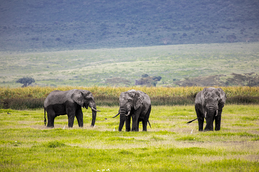 Three elephants standing on a grass field in Ngorongoro Conservation Area, Tanzania.