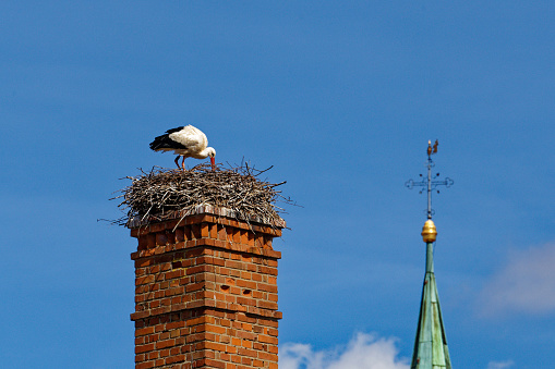 A family of storks in their eyrie. The female is just preparing the Meal for the little ones, whose heads are just peeking out of the nest.