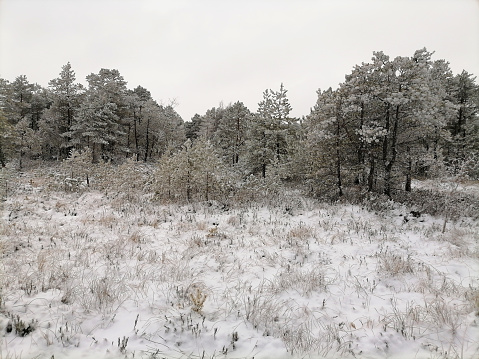 Pine and birch tree woodland. White and gray clouds in sky. Bushes and grass are hanging out of snow. Hoarfrost is hanging on trees. Snowy surroundings. Winter season. Nature. Rekyvos miskas.