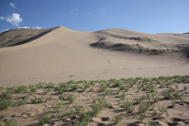A harmony between sand dunes and green vegetation in the lonely Khongor desert of Gobi Desert, Umnugovi region, Mongolia. stock photo