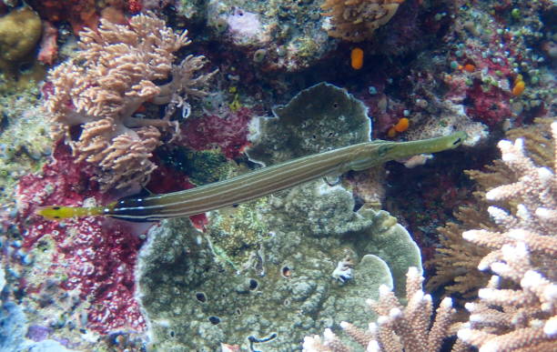 Terompet Fish 20+ Chinese Trumpetfish Foto Foto Foto Stok, Potret, & Gambar Bebas ...