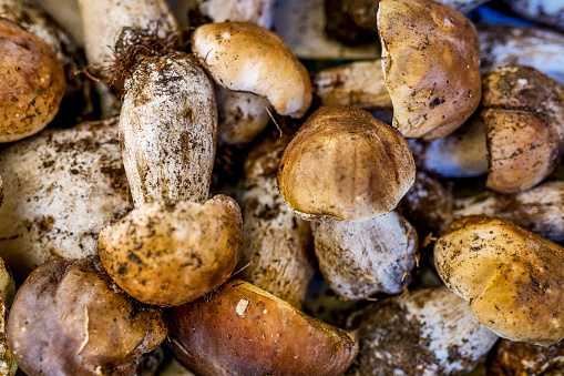 The colors and flavors of autumn in a pile of freshly picked Porcini Mushrooms, present in many recipes of the Italian Mediterranean diet. The traditional Mediterranean diet consists of the right balance of natural, healthy and fresh products, including fruits, vegetables and grains. Image in high definition format.
