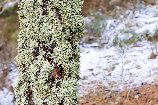 lichen growing on the trunk of an oak in the sierra de guadarrama of Madrid