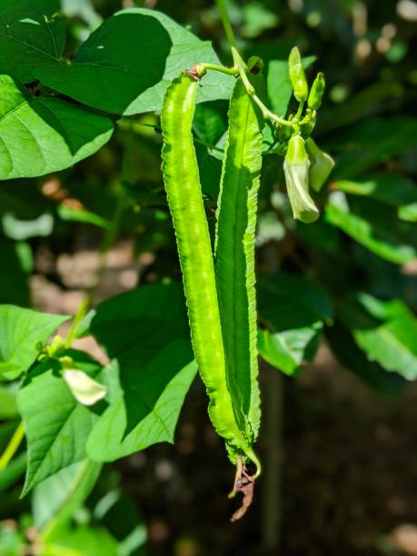 istock Portrait shot of winged bean algae 1445741473