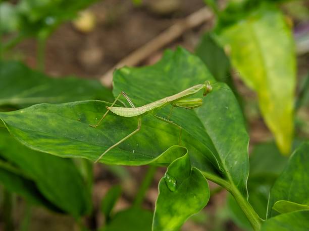 istock Hierodula patellifera insect on green leaves 1445741621