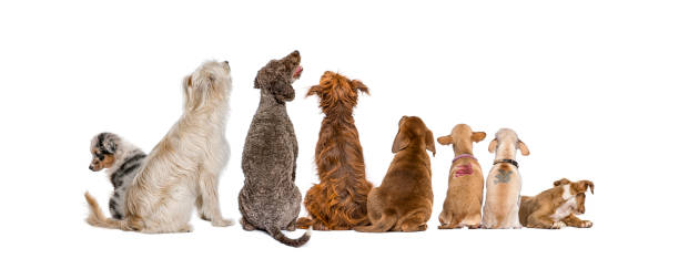 vista trasera de un grupo de perros mirando hacia arriba, aislados sobre blanco - group of dogs fotografías e imágenes de stock