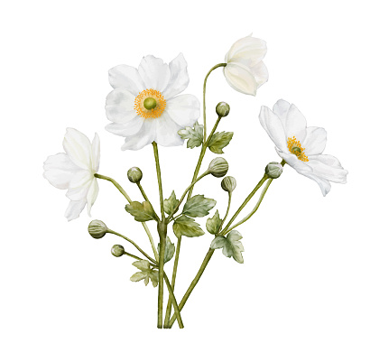 Watercolor white flower blooming. Anemones bouquet illustration isolated on white background. Suitable for decorative winter festivals, spring, wedding, invitations, or greeting cards.