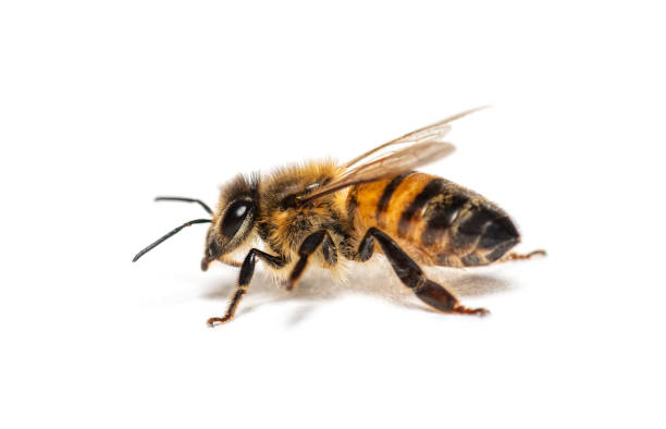 istock Side view of a Honing bee, apis mellifera,  isolated on white 1445746520