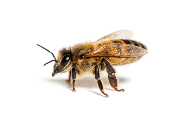 istock Side view of a Honing bee, apis mellifera,  isolated on white 1445746567