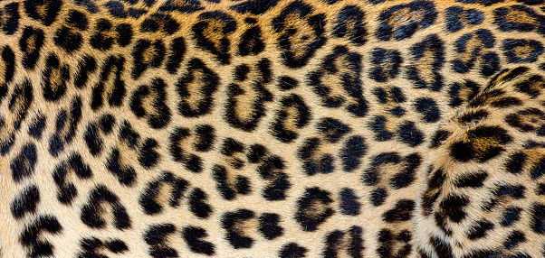 Close up of spotted Leopard fur texture