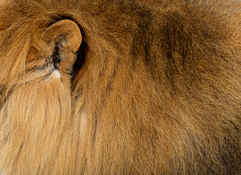 Ear Closeup Of A Lion Fur And Mane Animal Background Stock Photo - Download  Image Now - iStock