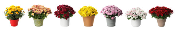 set with chrysanthemum flowers in pots on white background. banner design - yellow chrysanthemum imagens e fotografias de stock