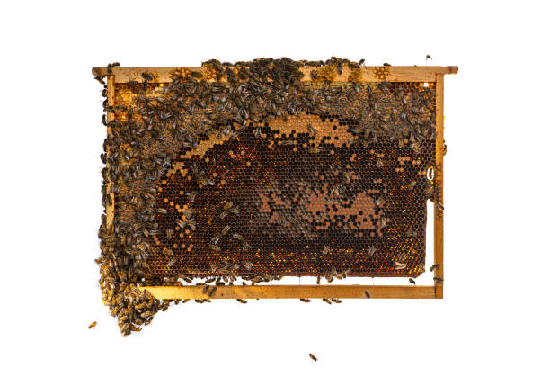 Worker Bees eating honey on a hive frame filled with honeycomb, isolated on a white background.