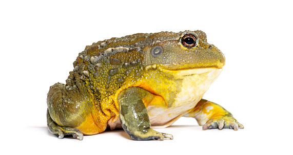 Common Toad (Bufo bufo), isolated on white background.