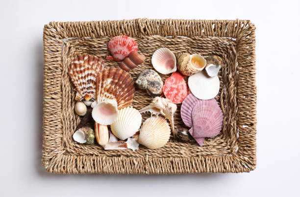 Set of different sea shells isolated on white, top view. Montessori toy