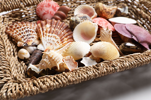 Set of different sea shells on white background, closeup. Montessori toy