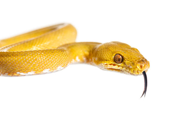 istock Common tree boa with its tongue out, Corallus hortulana, isolated on white 1445748093
